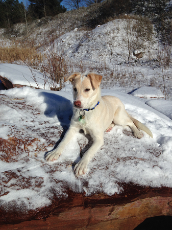 Lily in snow at quarry 450 V.png