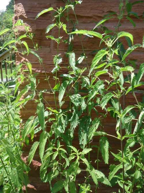 stinging nettle small.jpg