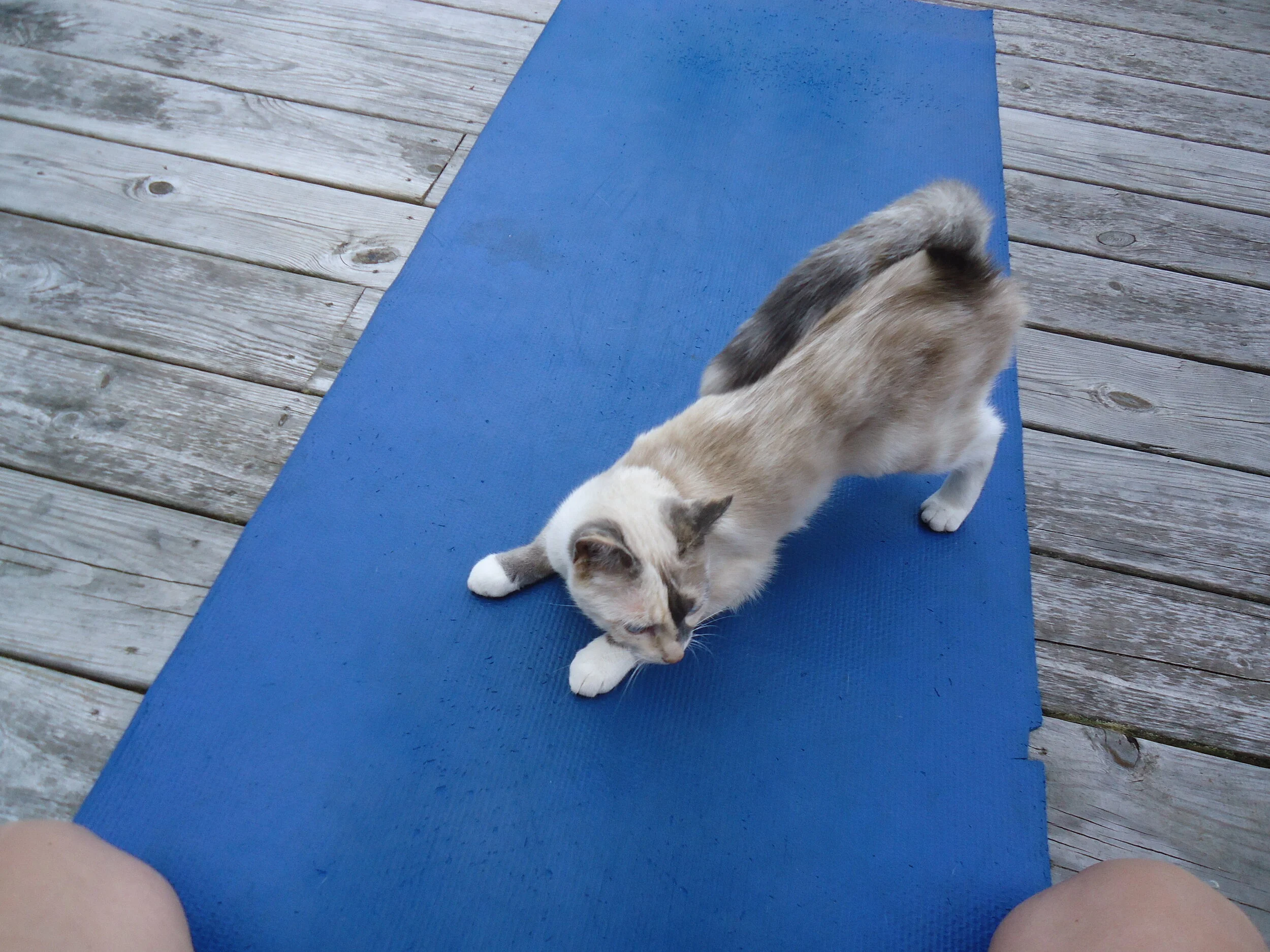 Why I Love Yoga and Other Thoughts on Whole Food, Whole Health Healing