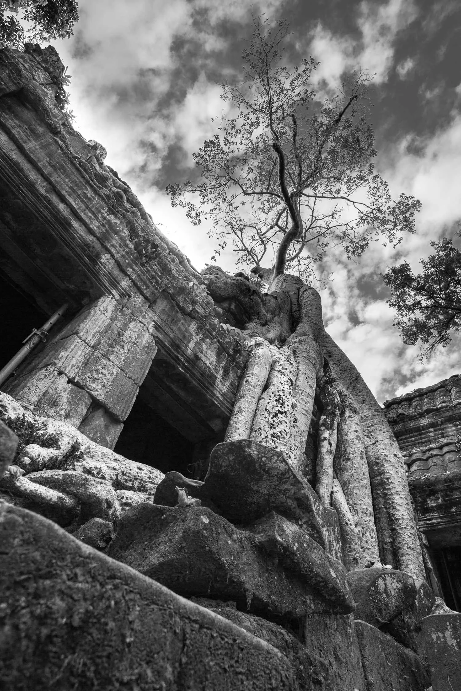 Ta Prohm Tree