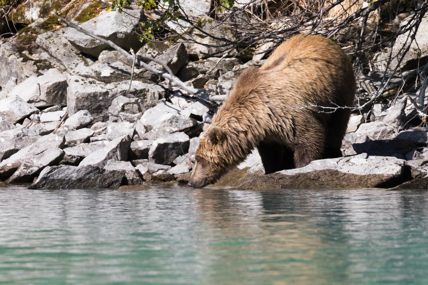 Alaska_Lake Clark_Brown Bear_Grizzly _0D4A3791.jpg