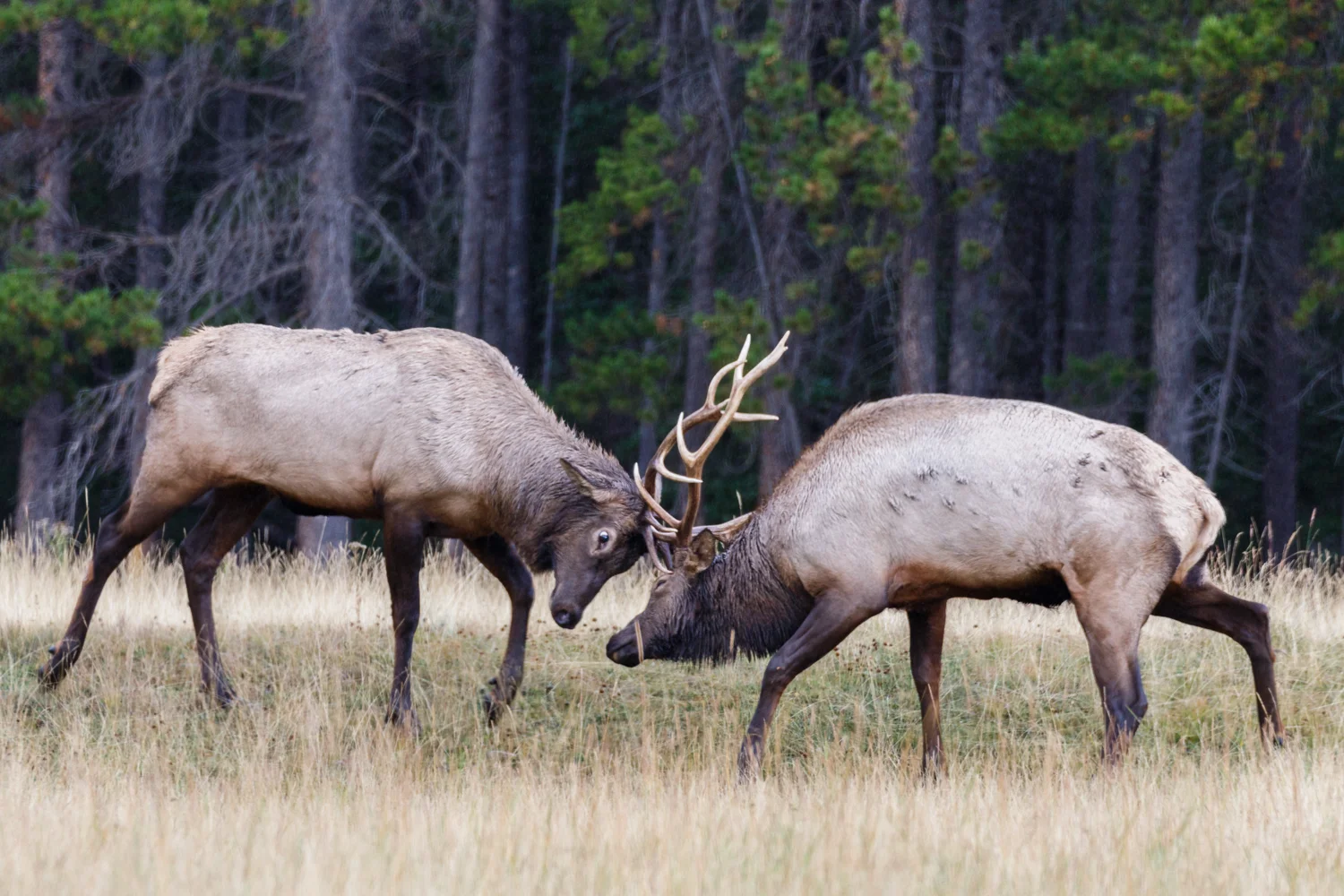 Canada_Jasper_Elk _0D4A5955.jpg