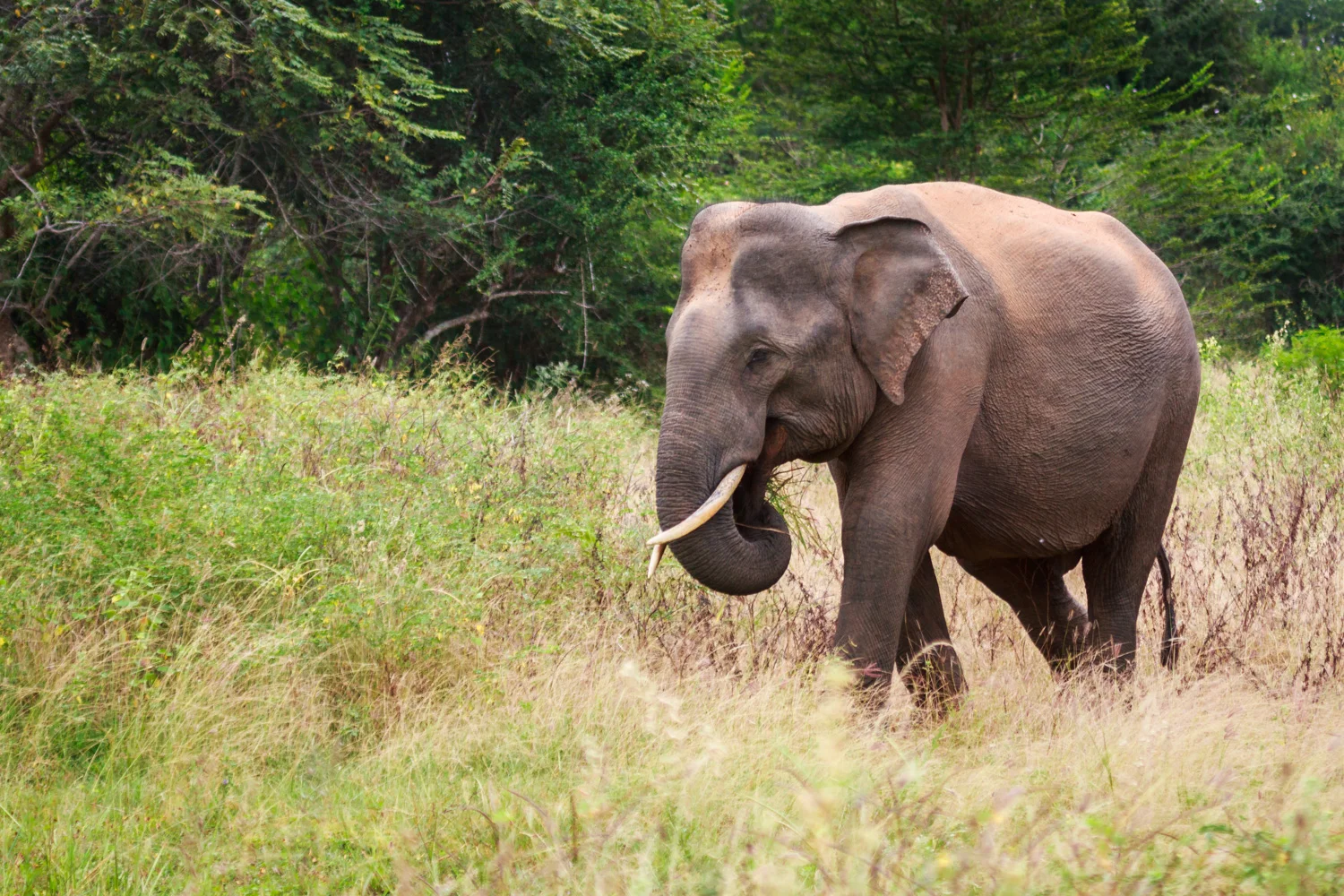Sri Lanka_Yala_Elephant _IMG_5905.jpg