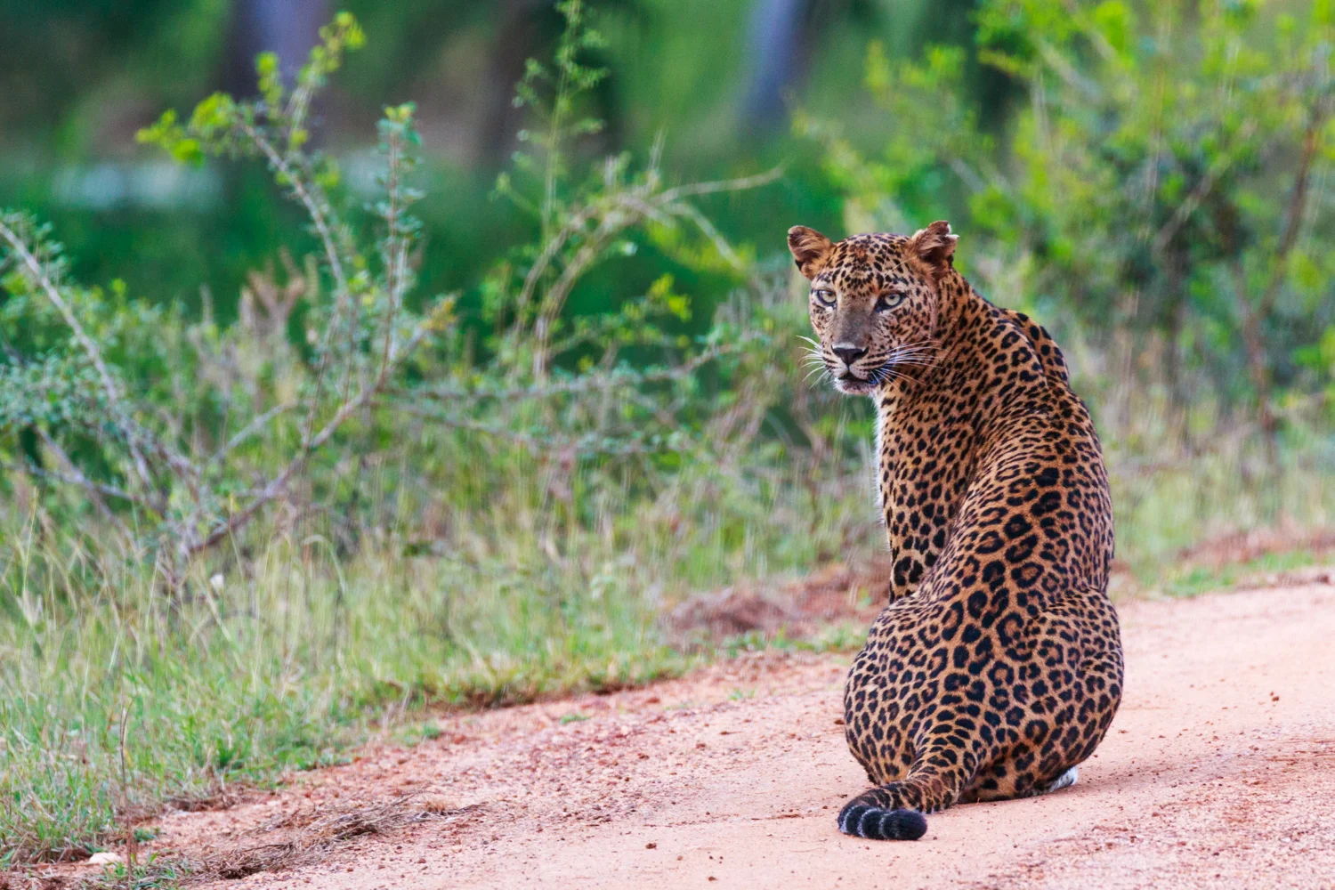 Sri Lanka_Yala_Leopard _IMG_7539.jpg