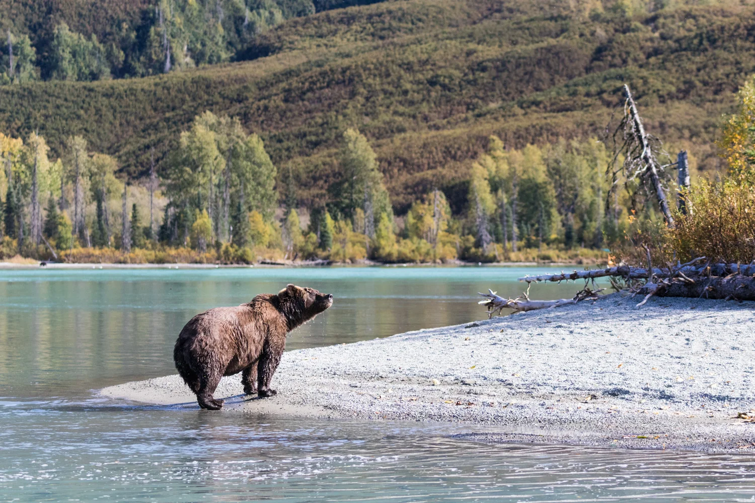 Alaska_Lake Clark_Brown Bear_Grizzly _0D4A4699.jpg