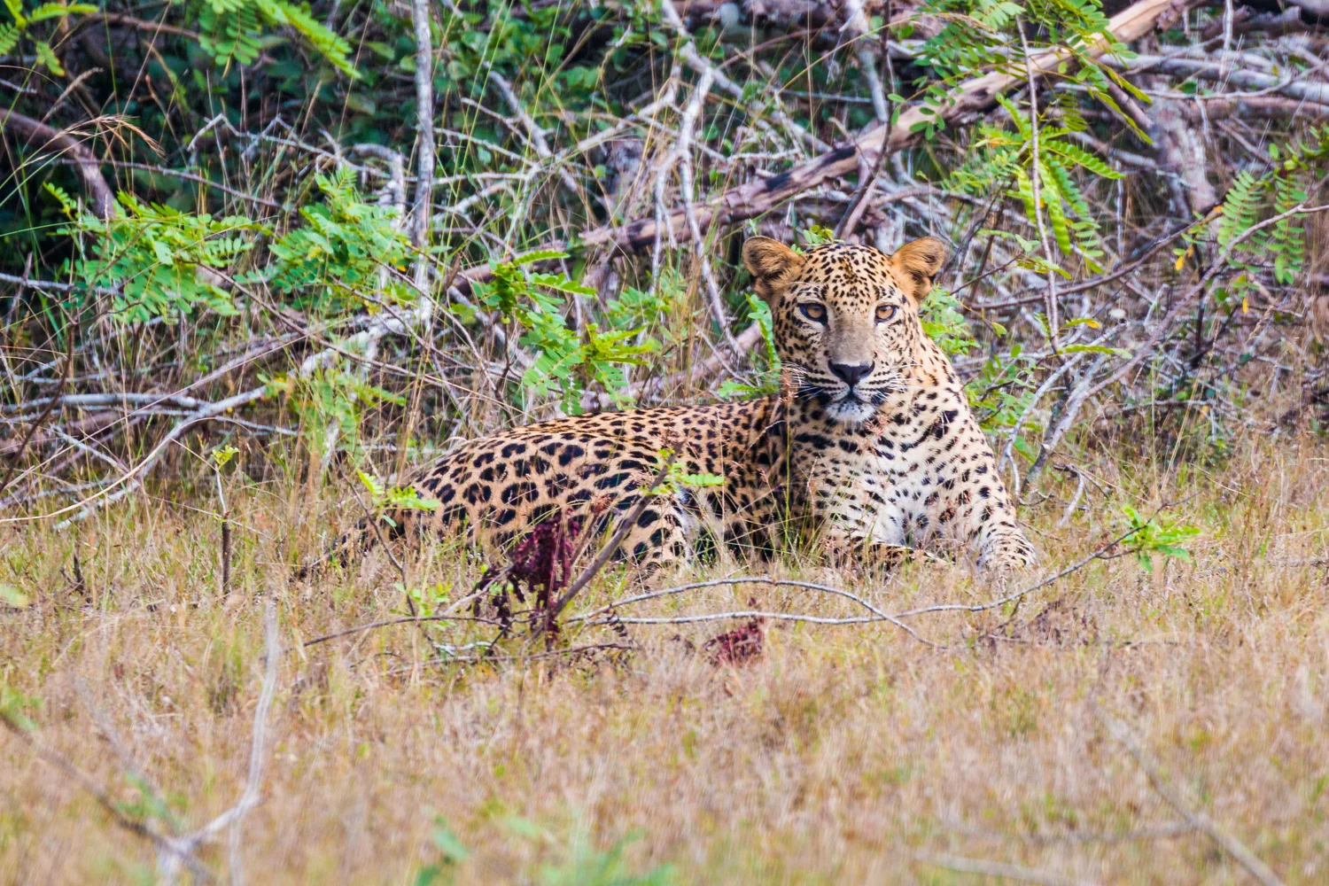 Sri Lanka_Wilpattu_Leopard _IMG_6808.jpg