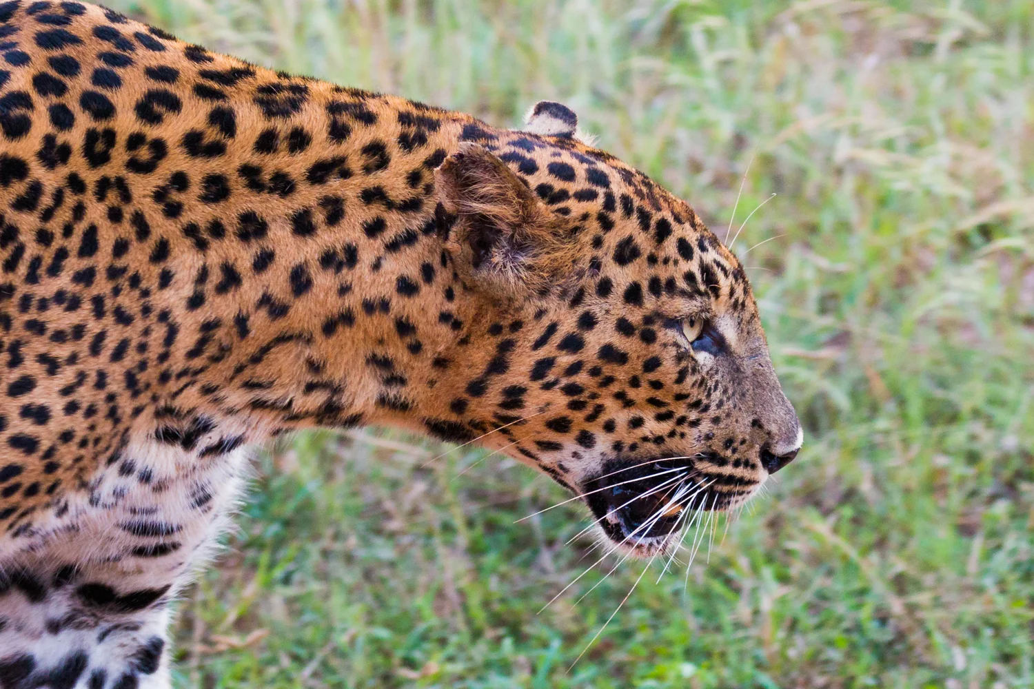 Sri Lanka_Yala_Leopard _IMG_7489.jpg