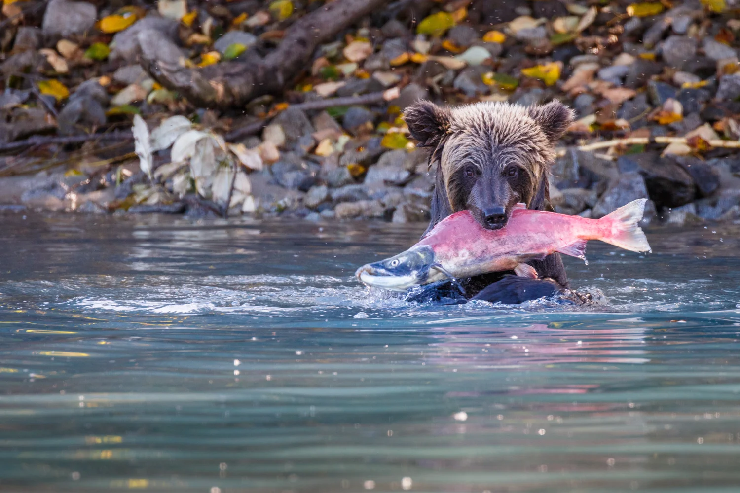 Alaska_Lake Clark_Brown Bear_Grizzly _0D4A4394.jpg