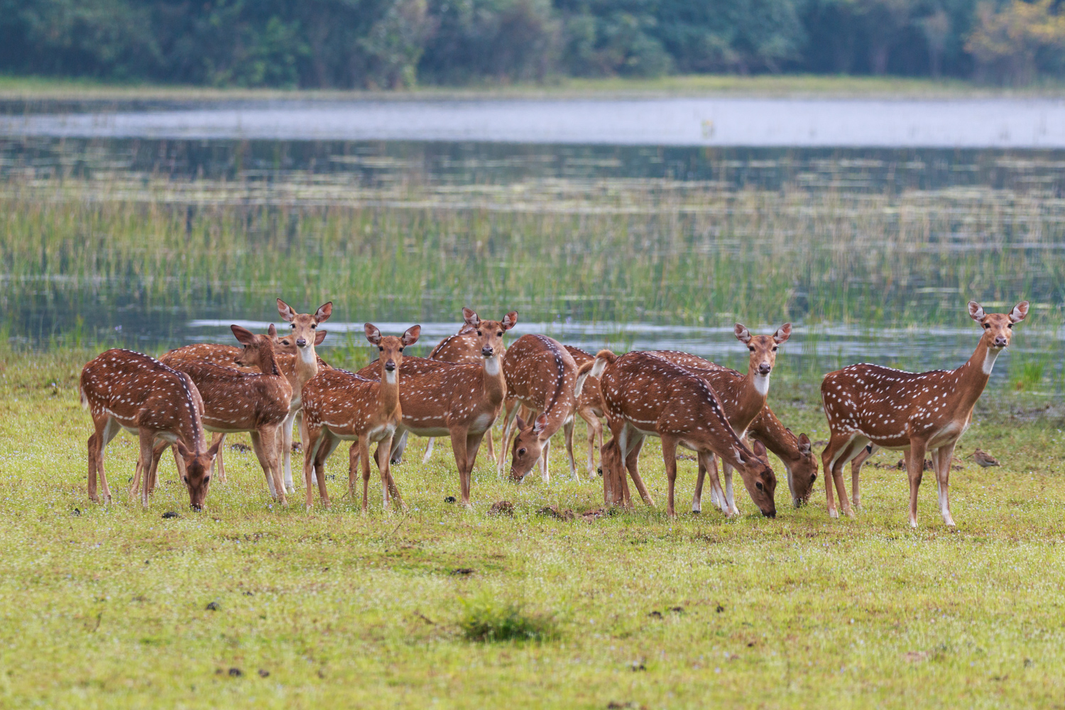Sri Lanka_Wilpattu_Chital Deer _IMG_7269.jpg