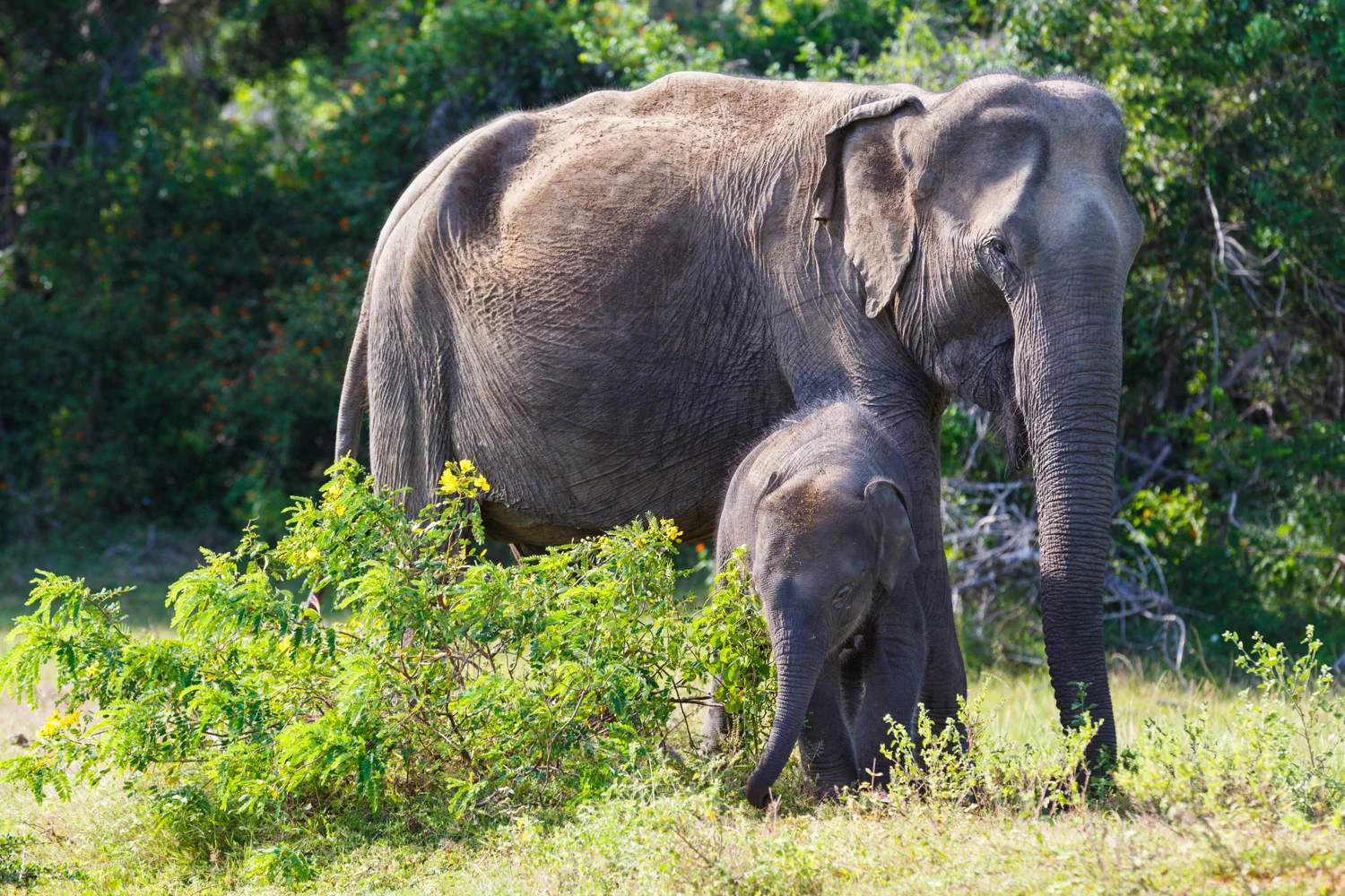 Sri Lanka_Yala_Elephant _4O3A3882.jpg