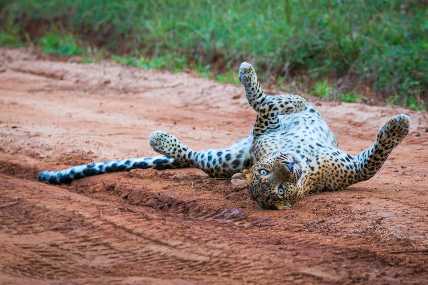 Sri Lanka_Yala_Leopard _IMG_7454-Edit.jpg