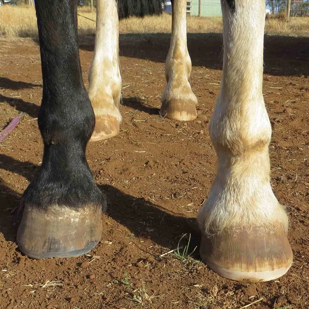 How To Feed A Horse With Hoof Problems