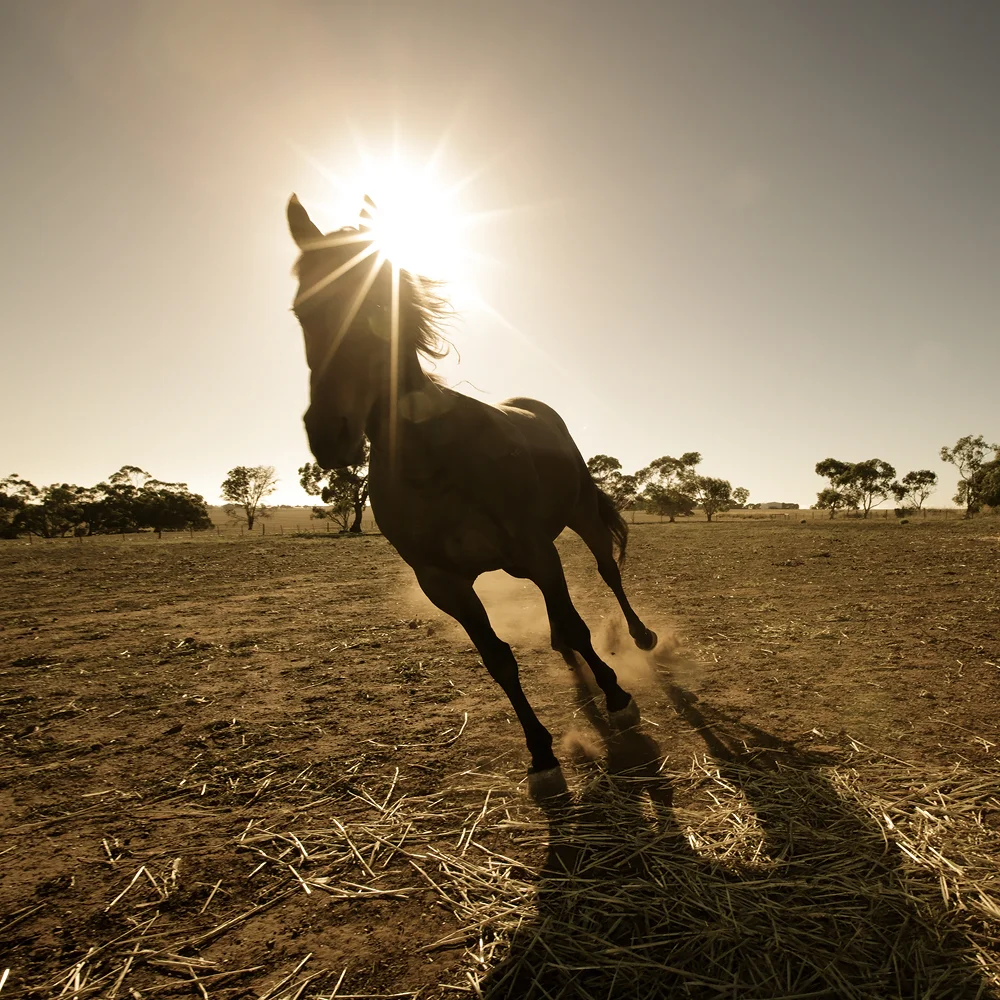 What To Feed A Hot And Fizzy Horse.