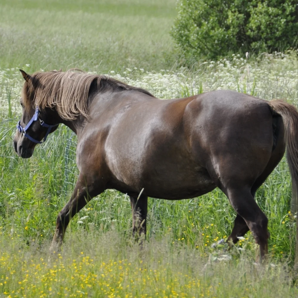 Polysaccharide Storage Myopathy (PSSM) In Horses