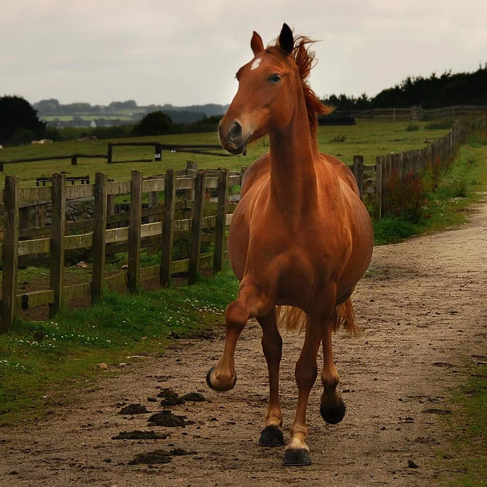 Tying Up In Horses - Recurrent Exertional Rhabdomyolysis (RER)