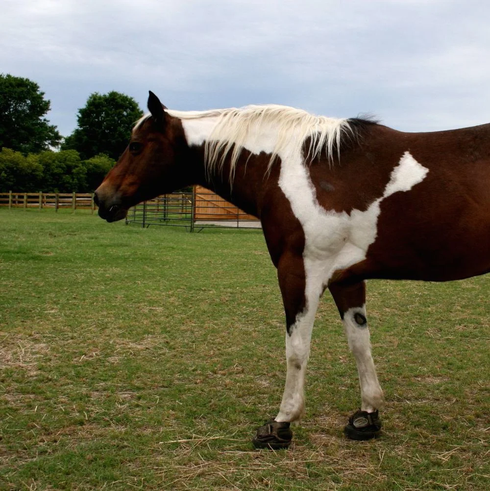 Laminitis, Insulin Resistance or Cushing's Disease In Horses