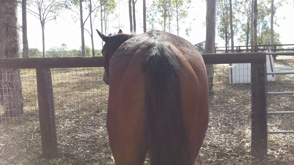 Kristyn's Rescue Transformation