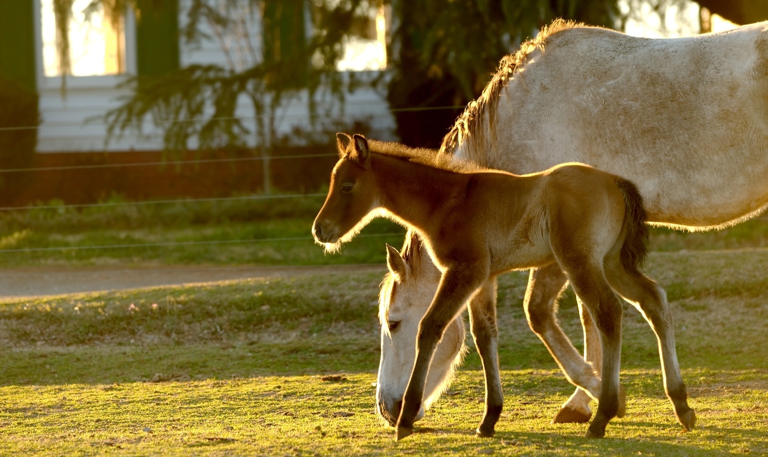 Feeding the Thoroughbred Weanling — Pryde's EasiFeed Best Horse Feed