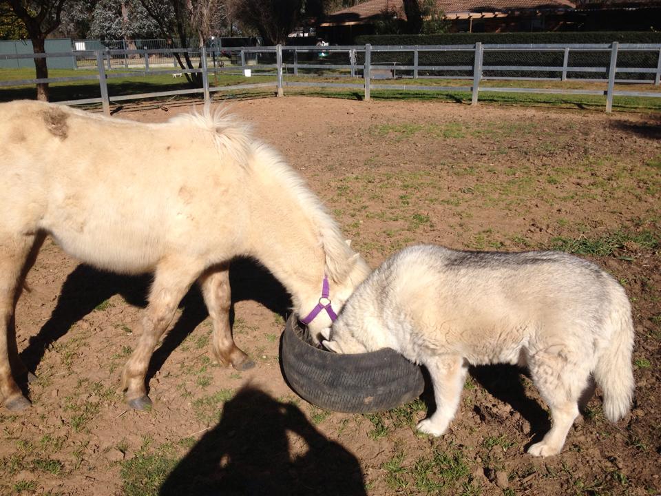 Logan and Trinket sharing their Bio Mare Cubes