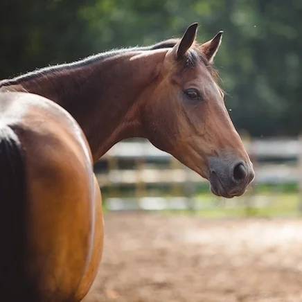 Feeding Broodmares: Getting nutrition right without spending more than you need