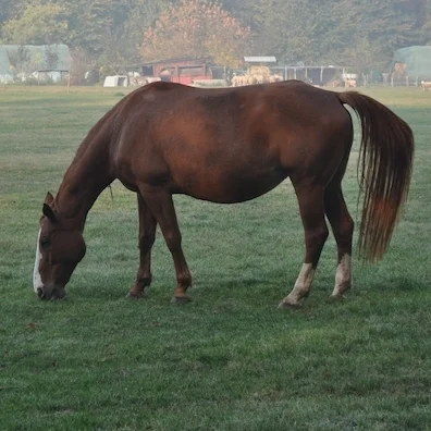 Broodmare Nutrition: A case of now or never!