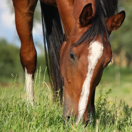 Thoroughbred Yearling Prep - Feeding the Muscles