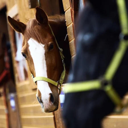 Spelling: A time to repair and rebuild