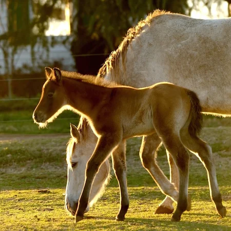 Feeding the Thoroughbred Weanling