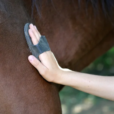 Thoroughbred Yearling Prep: Have You Got The Look