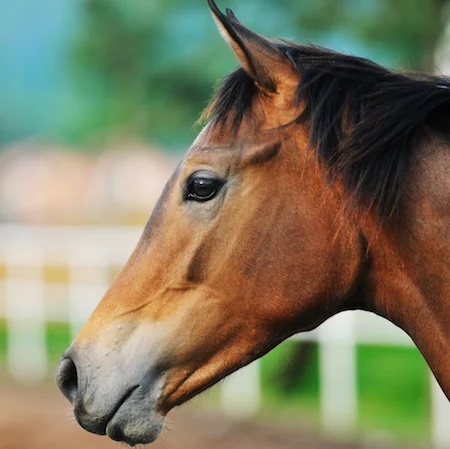 Key points for Thoroughbred Weanling Sales Preparation