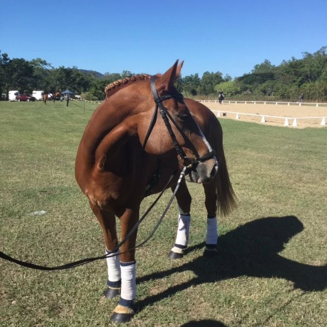 Update from Pamela Schuler