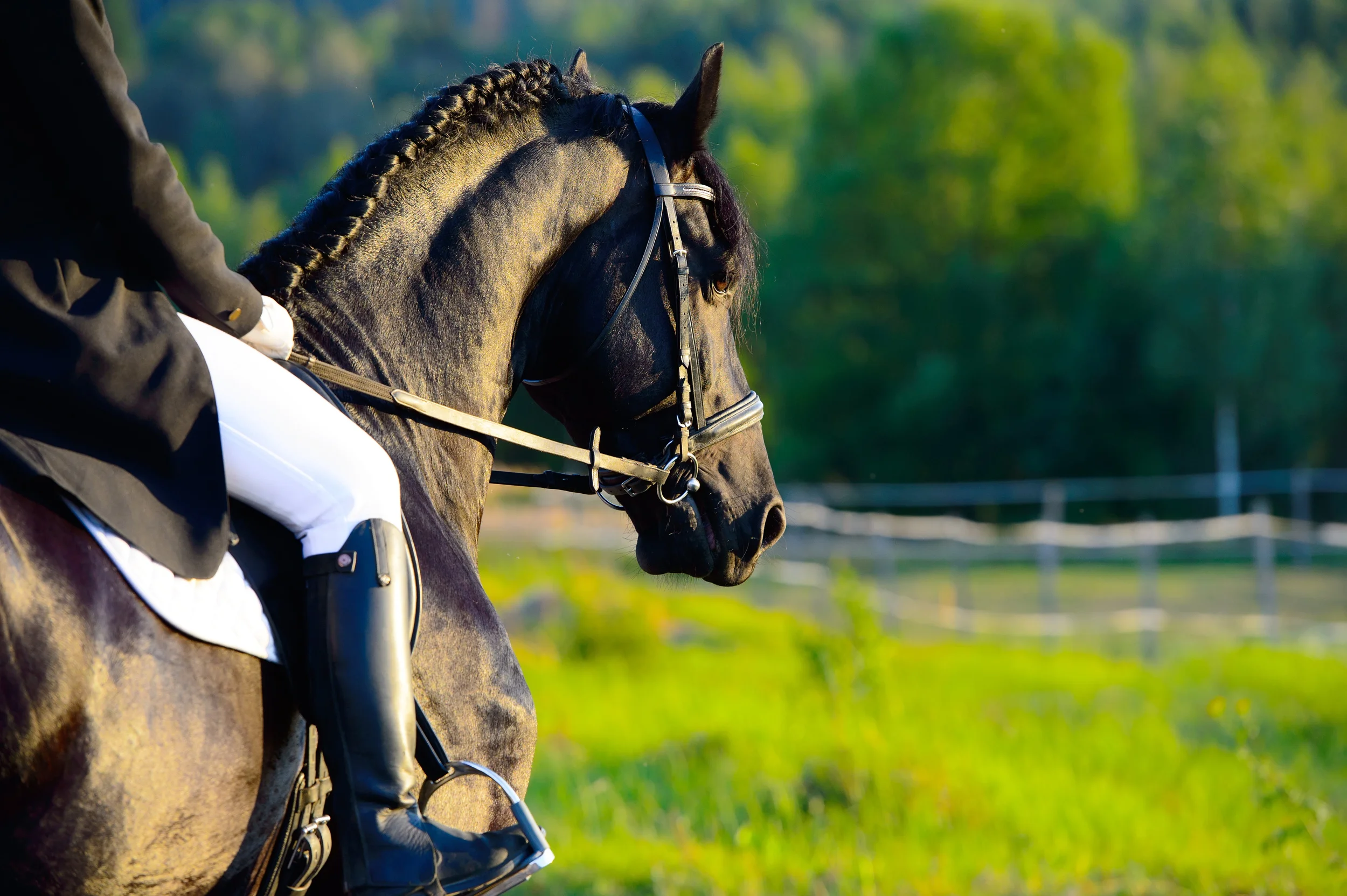 Weight Gain and Topline For Horses