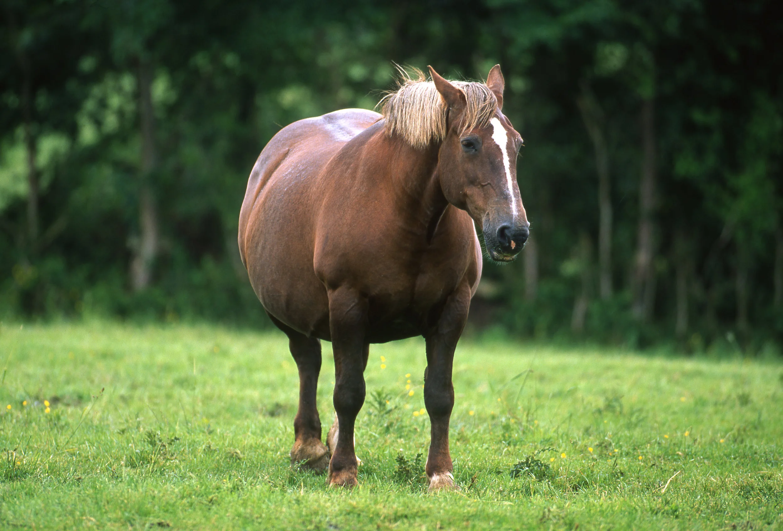 How To Feed For Weight Loss In Horses?
