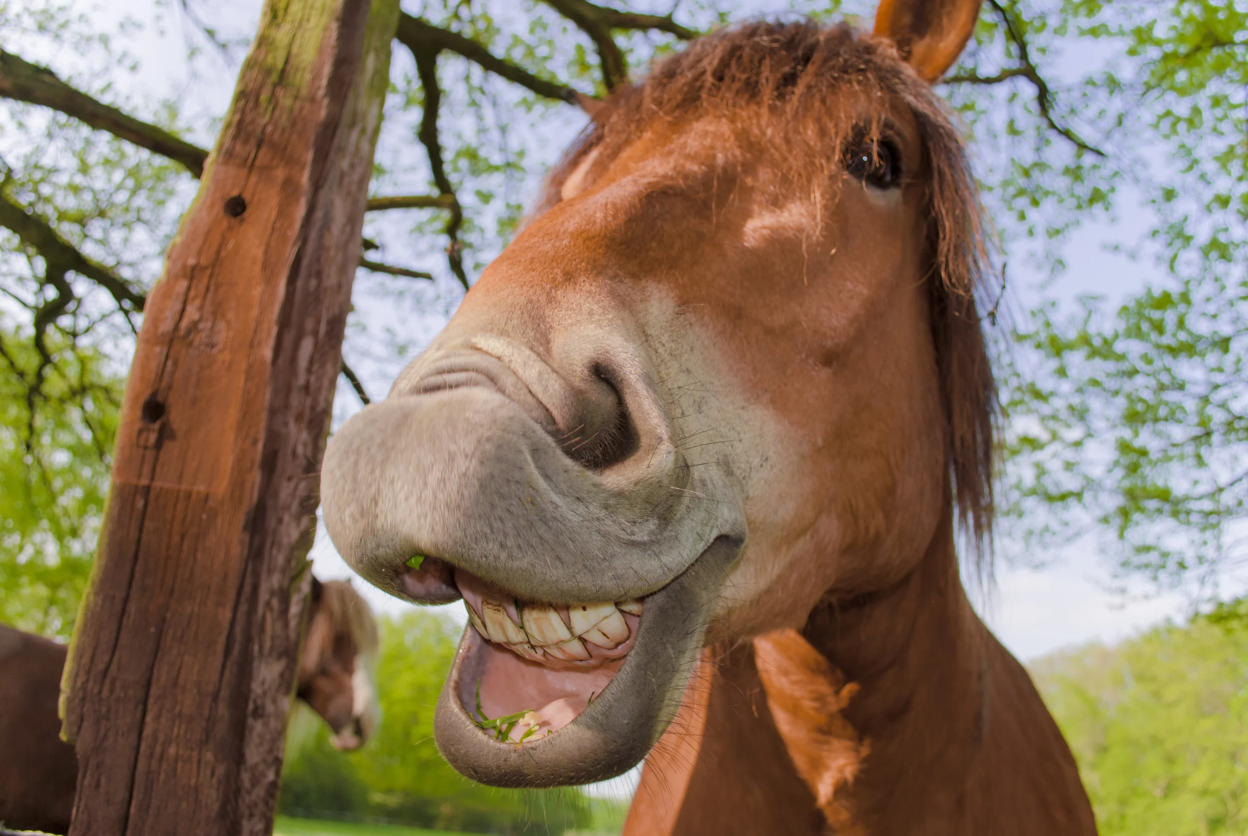 What To Feed A Fussy Horse?