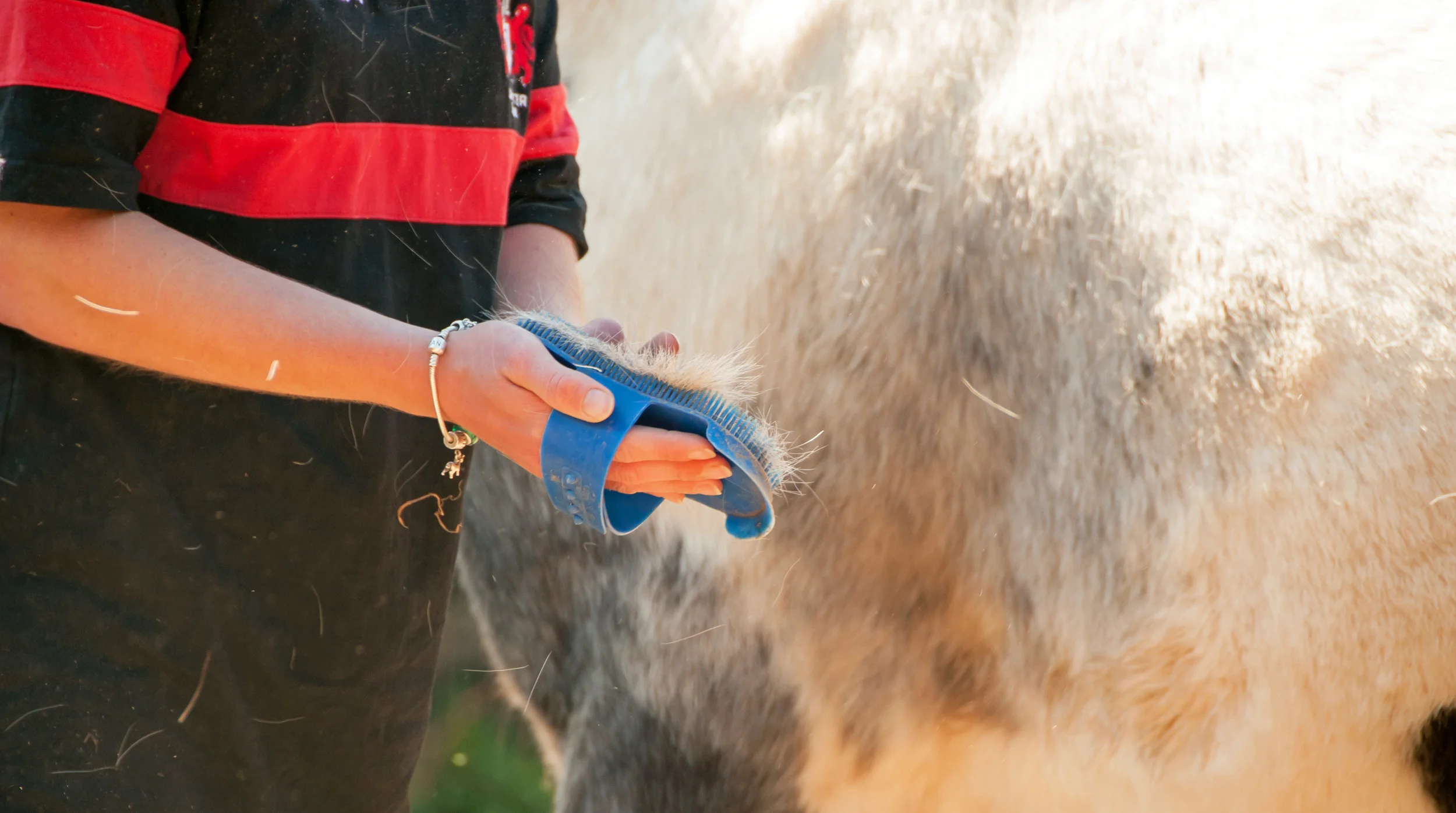 What To Feed A Horse With Dull Coat/Dry Skin