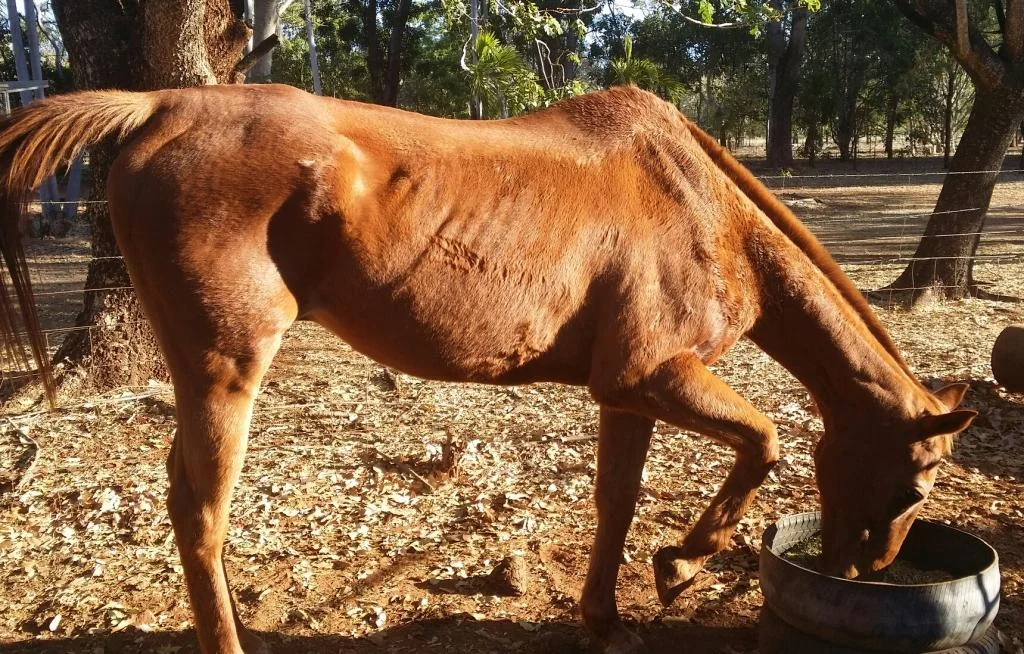 "High quality and also fits into my budget"