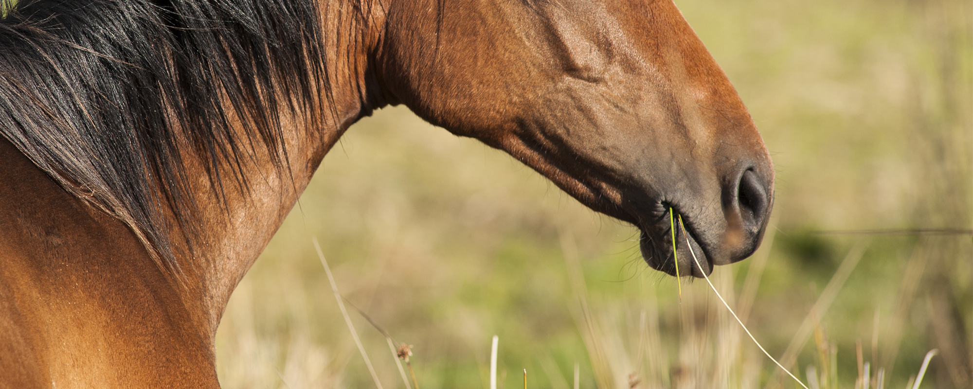 Equine Nutrition