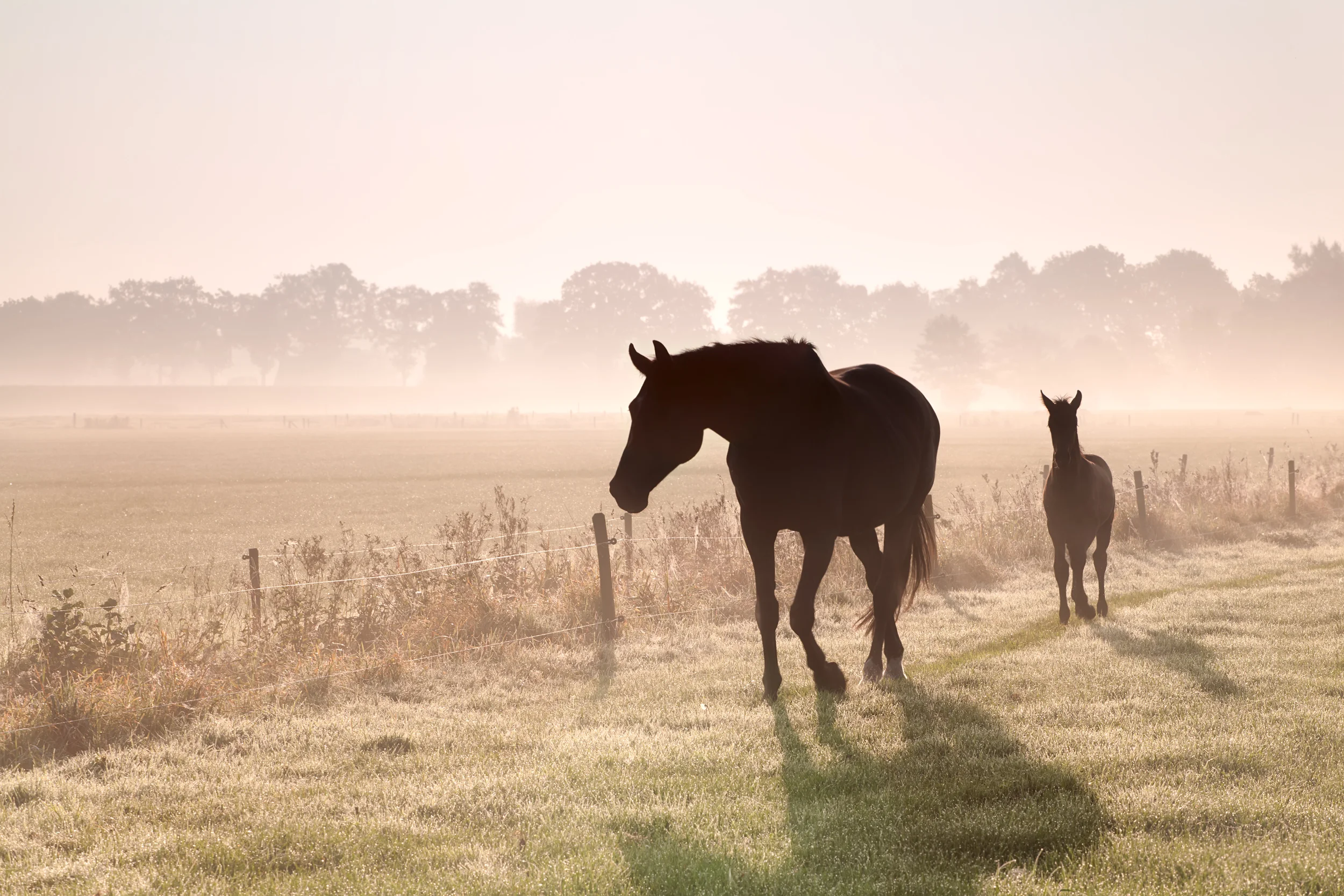 Feeding Horses in Winter