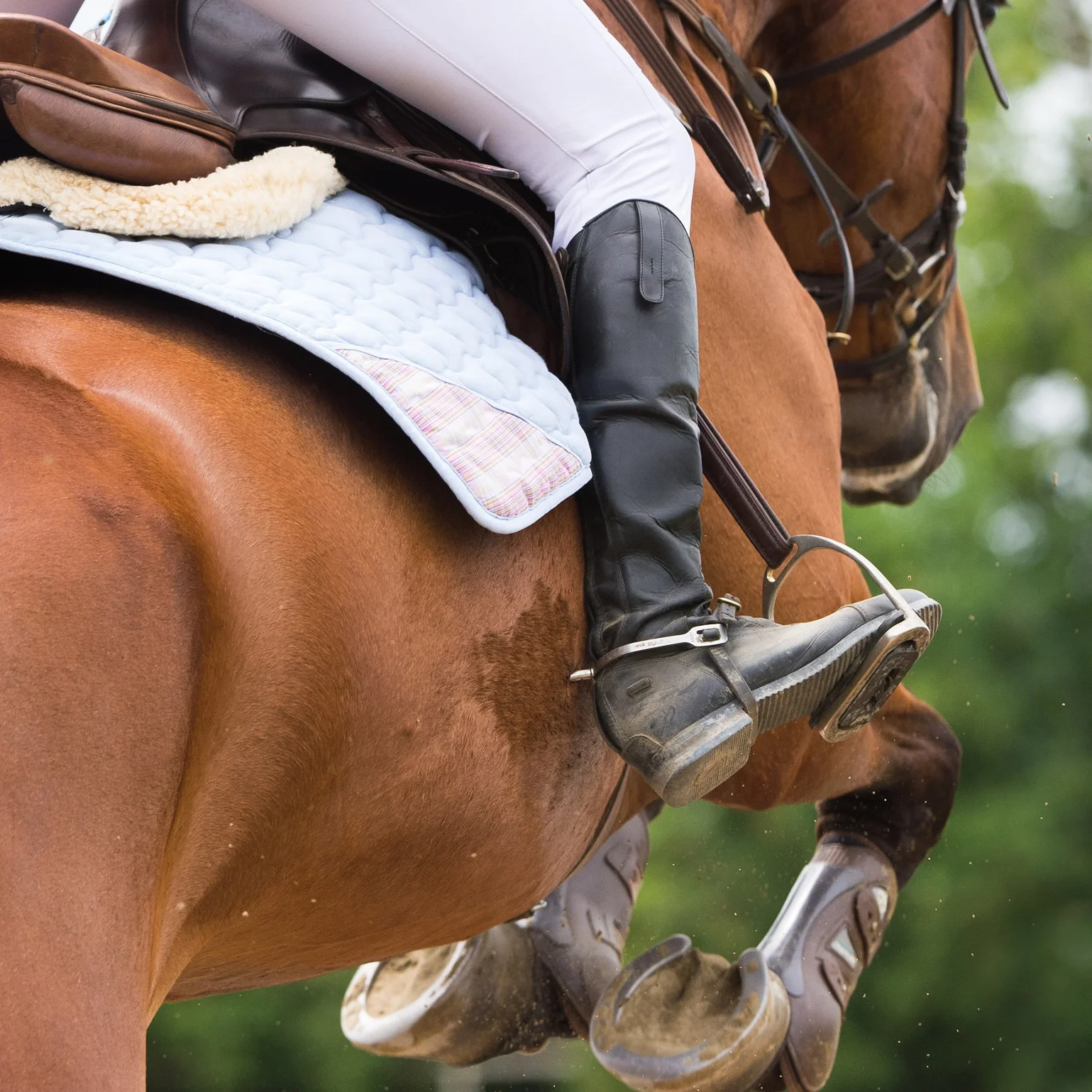 Equine Gastric Ulcers - Using Feeding Management to Reduce Their Incidence and Severity