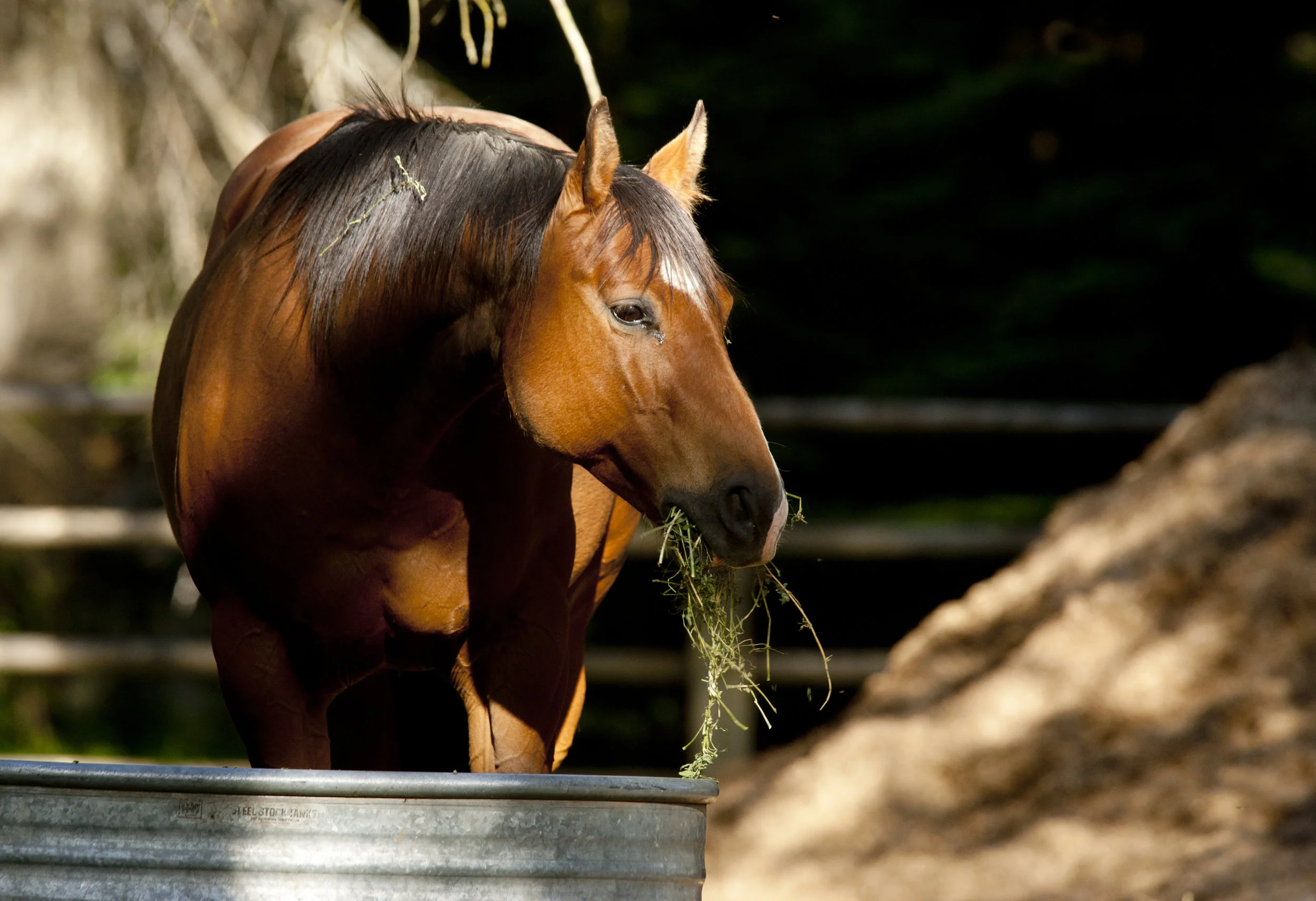 Hindgut acidosis in horses - symptoms and treatment