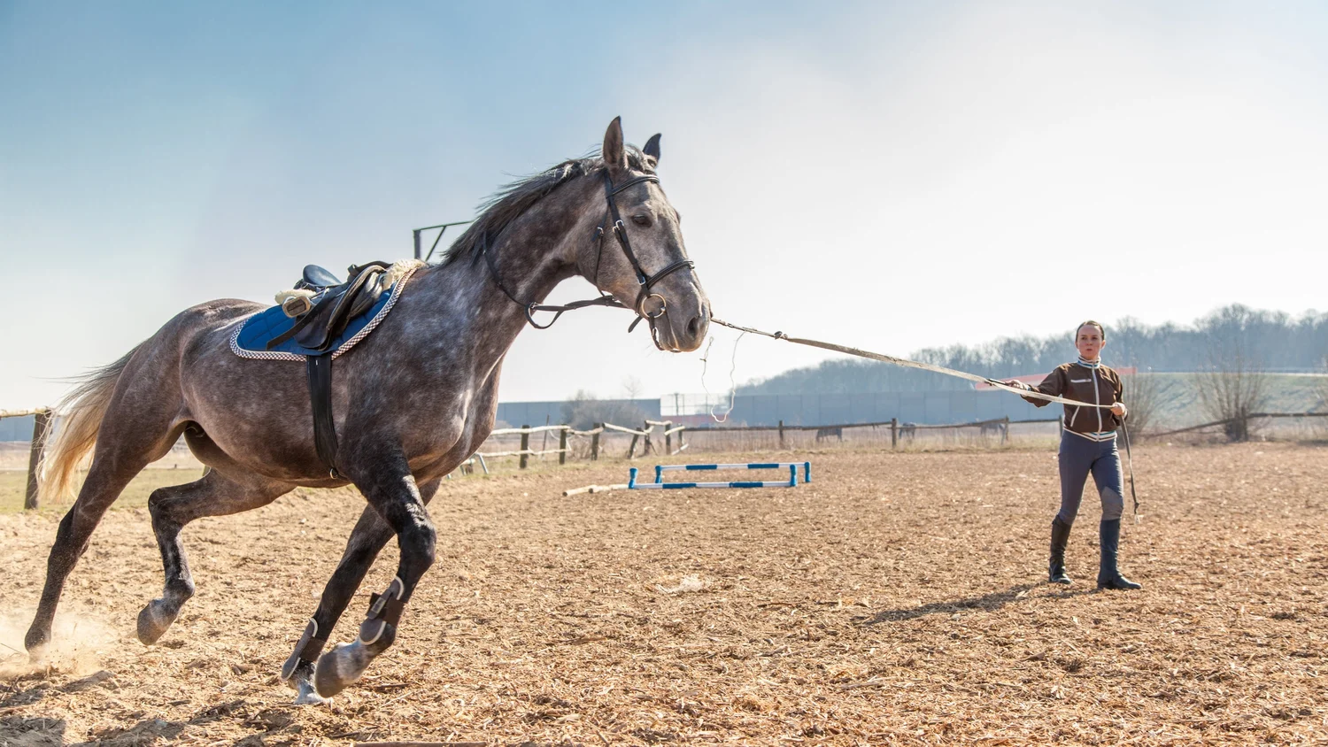 Feeding the Hot Fizzy Horse — Pryde's EasiFeed Best Horse Feed And