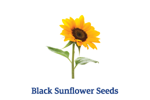 Black-Sunflower-Seeds.png