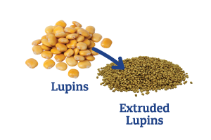 Lupins-to-Extruded-Lupins.png
