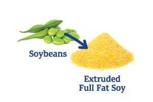 Soybeans-to-Extruded-Full-Fat-Sory.png