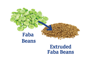 Faba-Beans-to-Extruded-Faba-Beans_Ingredient-pics-for-web.png