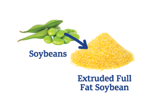 Soybean-to-Extruded-Full-Fat-Soy_Ingredient-pics-for-web.png