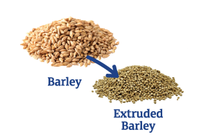 Barley-to-Extruded-Barley_Ingredient-pics-for-web.png