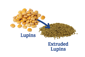 Lupins-to-Extruded-Lupins_Ingredient-pics-for-web.png