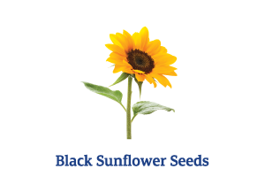 Black-Sunflower-Seeds_Ingredient-pics-for-web.png