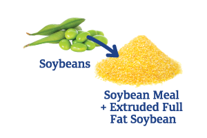 Soybean-to-Soybean-Meal-+-Extruded-Full-Fat-Soy_Ingredient-pics-for-web.png